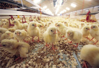 Hatchery Supply